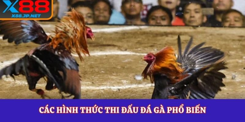 Các hình thức thi đấu đá gà phổ biến
